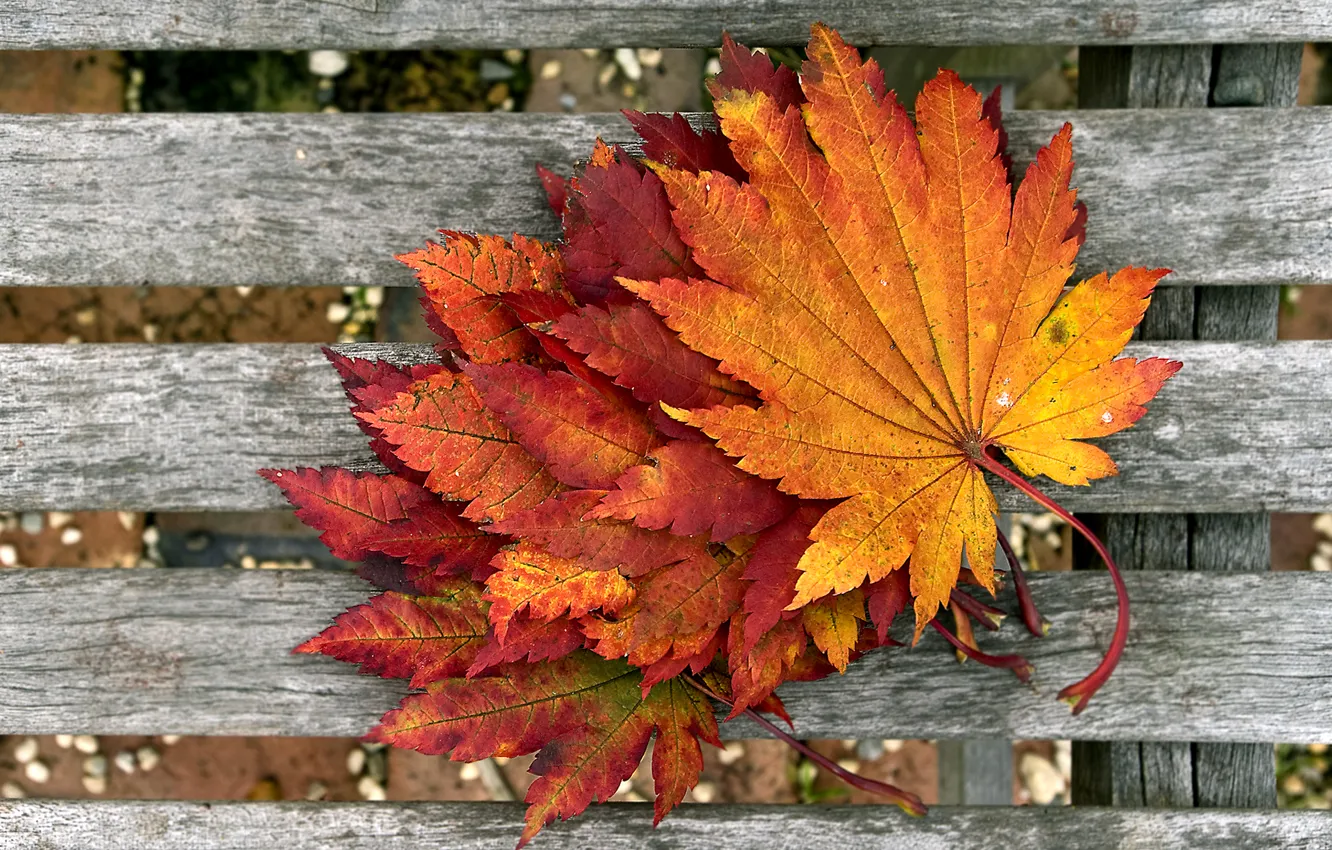 Photo wallpaper autumn, macro, foliage, Board