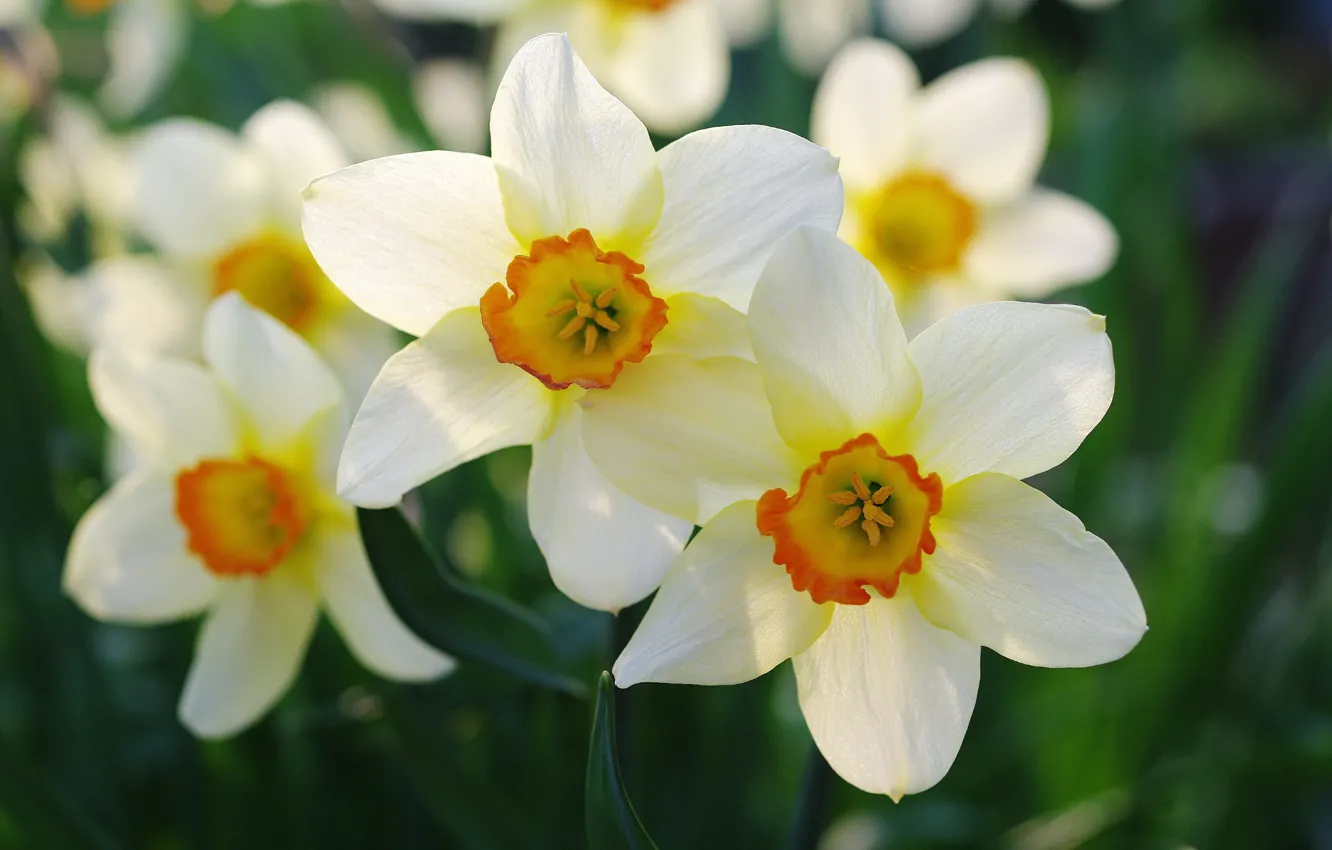 Photo wallpaper macro, spring, daffodils