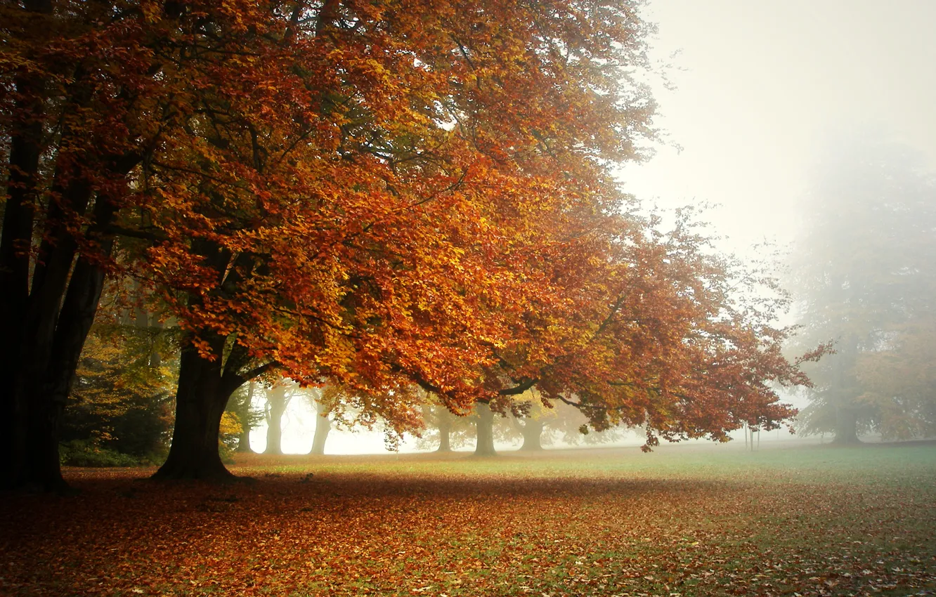 Photo wallpaper autumn, fog, Park, morning, the crowns of the trees., a carpet of leaves