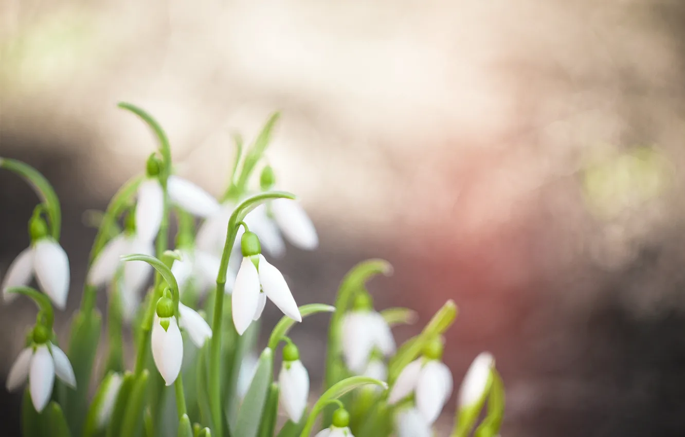 Photo wallpaper leaves, green, background, Wallpaper, spring, snowdrops, widescreen, wallpapers