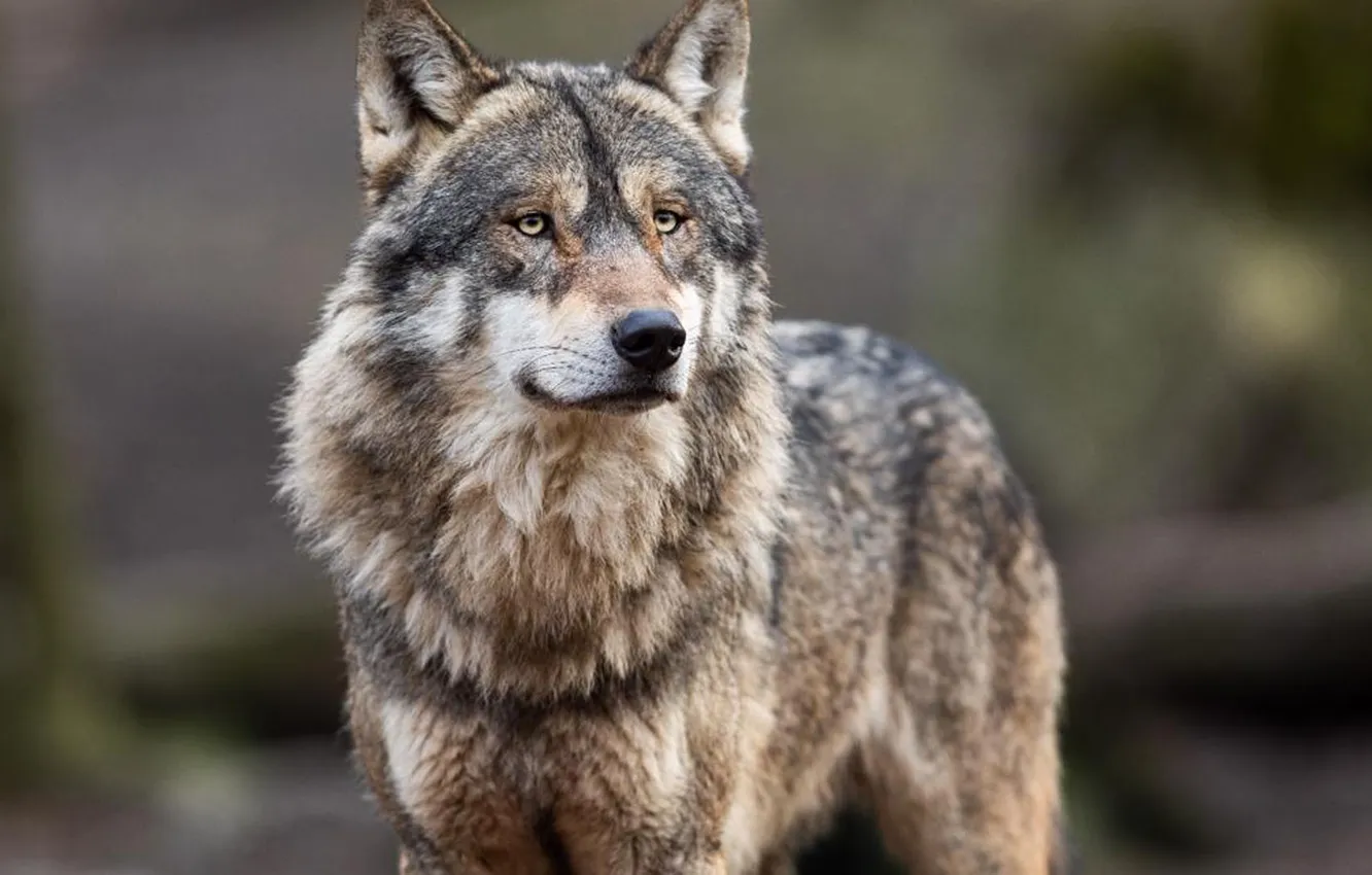 Photo wallpaper Predator, wolf, portrait, portrait., Canis lupus. face