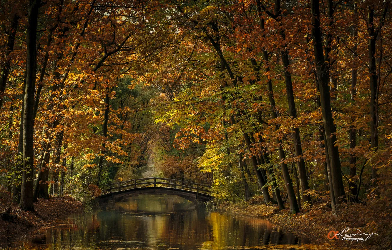 Photo wallpaper autumn, forest, bridge, nature, Park, river