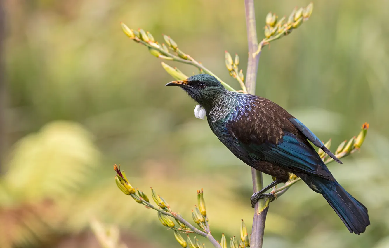 Photo wallpaper branches, background, bird, spring, beautiful, bokeh, graceful