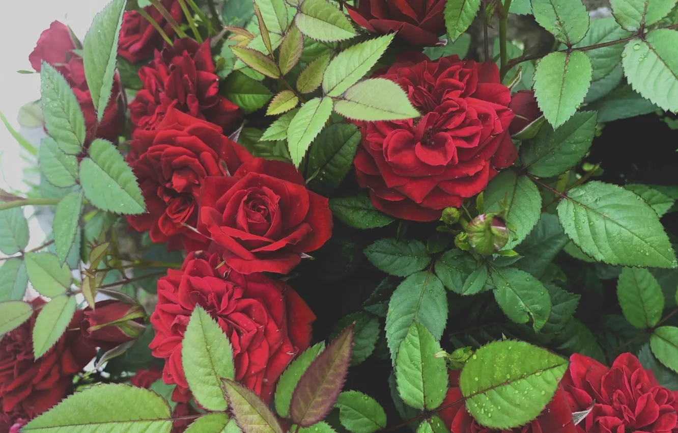 Photo wallpaper summer, roses, velvet