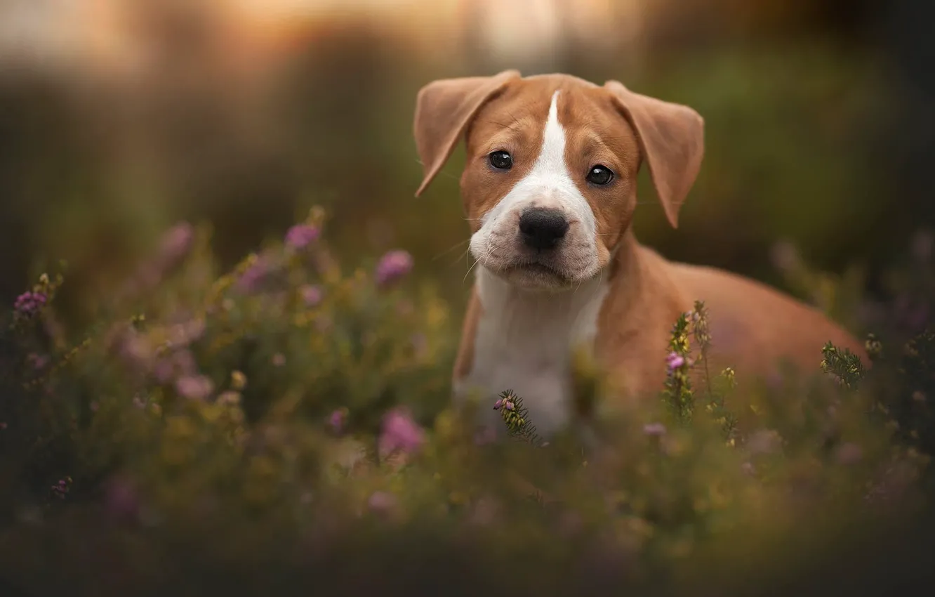 Photo wallpaper summer, look, flowers, portrait, dog, puppy, face, brown
