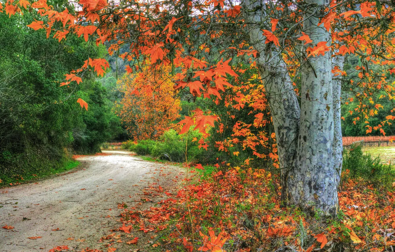 Photo wallpaper road, autumn, forest, leaves, trees, branches, USA