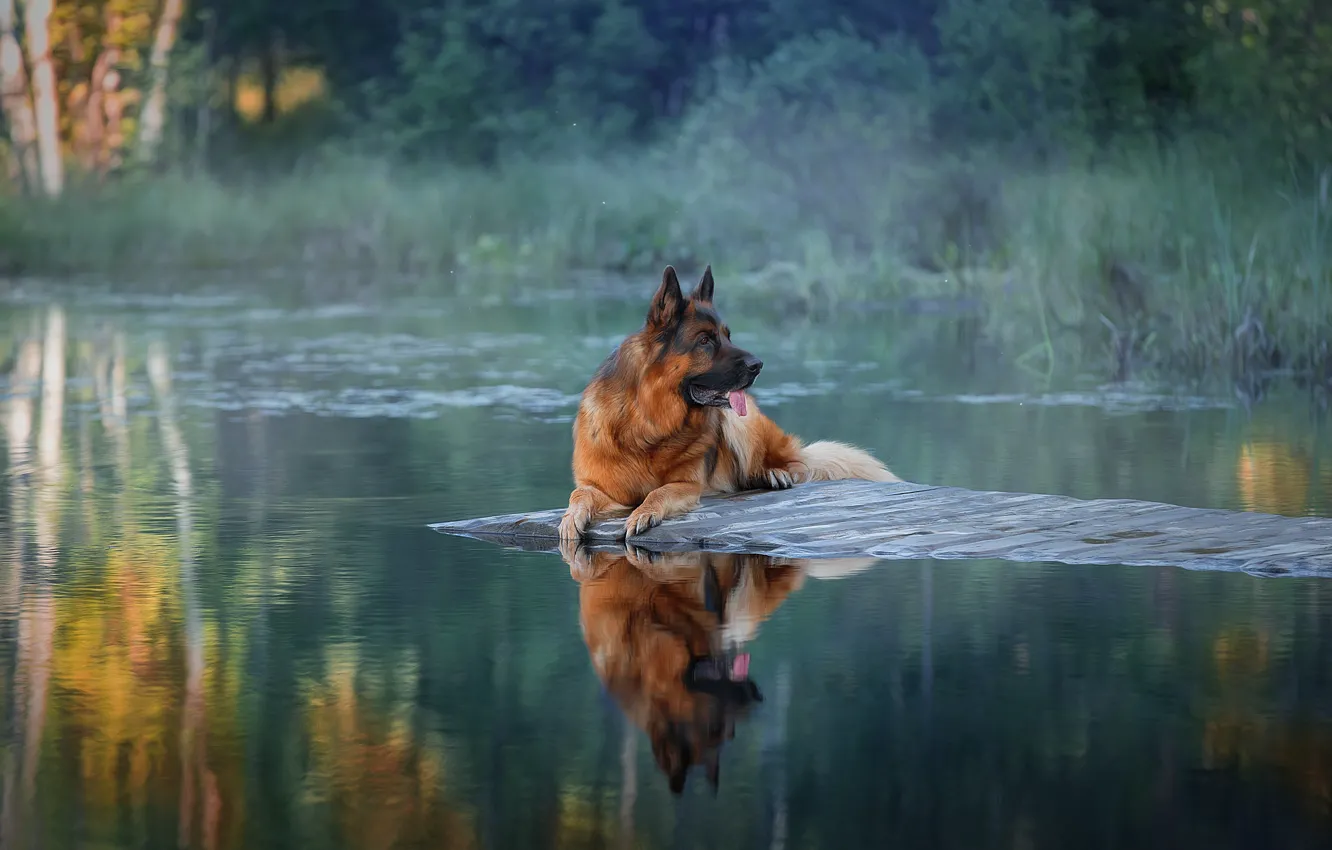 Photo wallpaper water, landscape, nature, dog, dog, Svetlana Pisareva