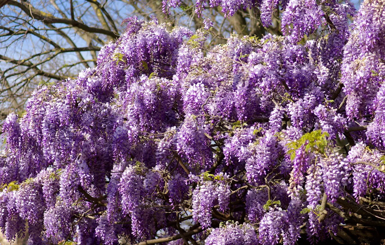 Photo wallpaper flowers, spring, flowering, a lot, lilac, Wisteria, Wisteria