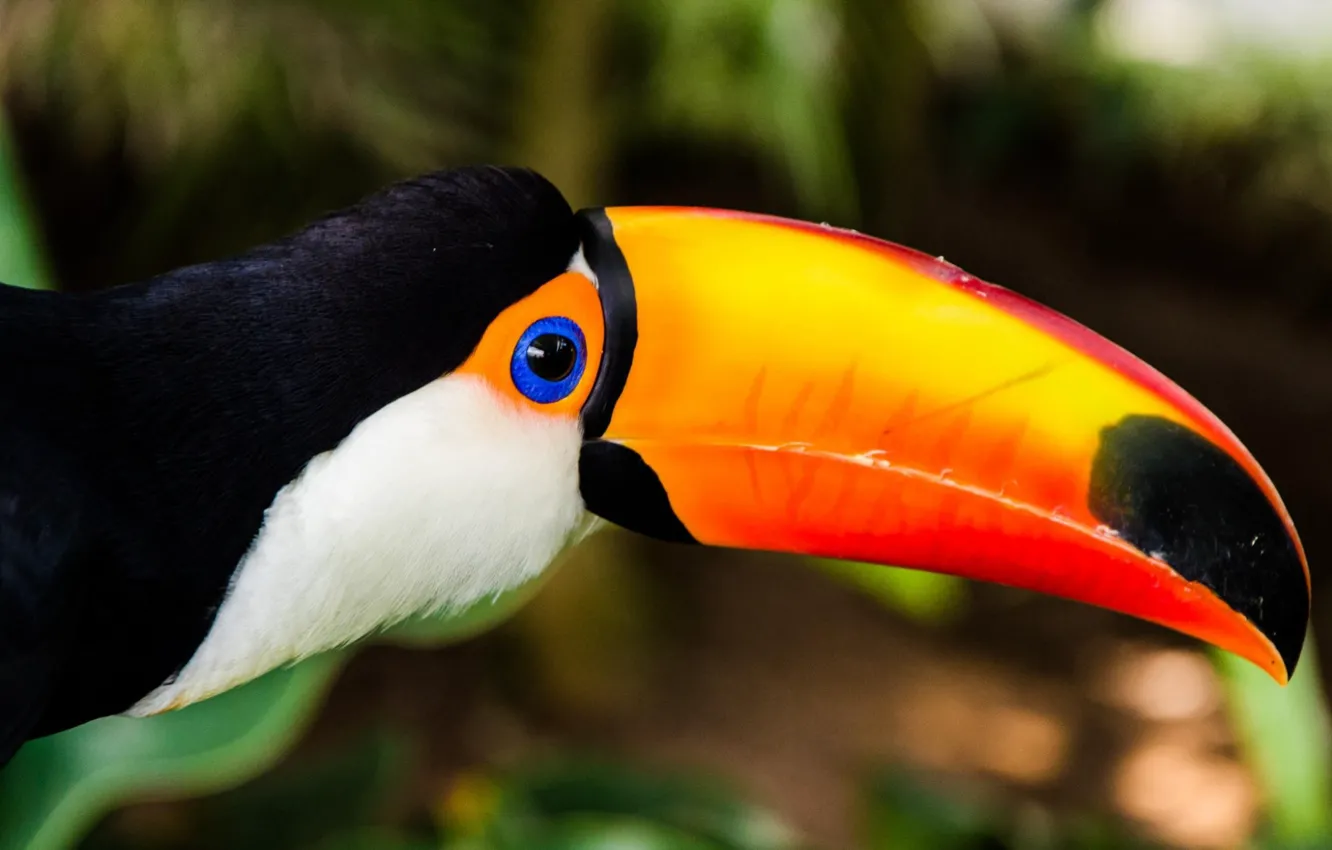 Photo wallpaper hermoso, colores, Tucan