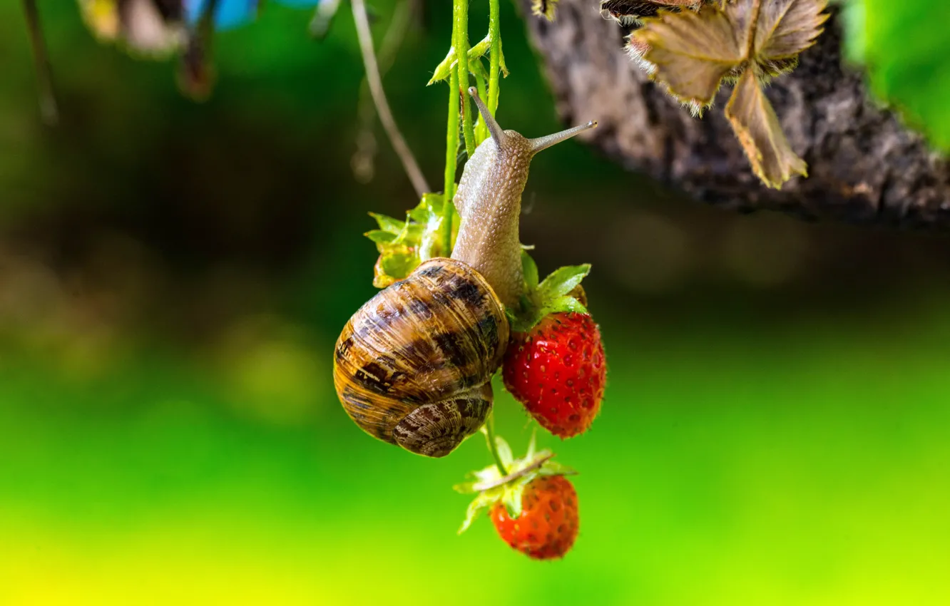 Photo wallpaper summer, macro, berries, snail, strawberry