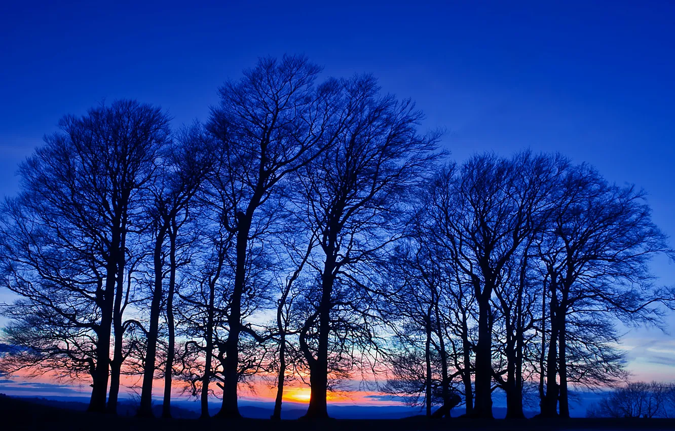 Photo wallpaper field, the sky, trees, sunset, orange, blue, the evening, twilight