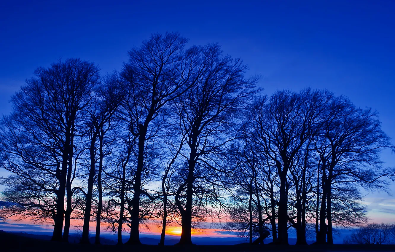 Photo wallpaper field, the sky, trees, sunset, orange, The evening, twilight, blue