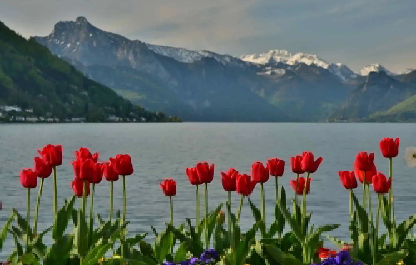 Photo wallpaper mountains, lake, spring, Austria, tulips