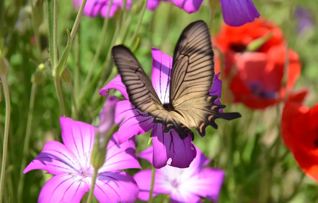 Photo wallpaper flowers, butterfly, blur, insect