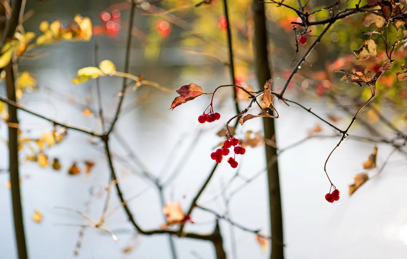 Photo wallpaper abstract, autumn, berries