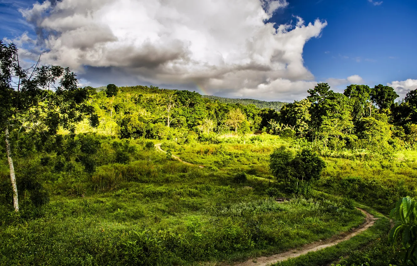 Photo wallpaper greens, the sky, grass, clouds, trees, Brazil, path, the bushes