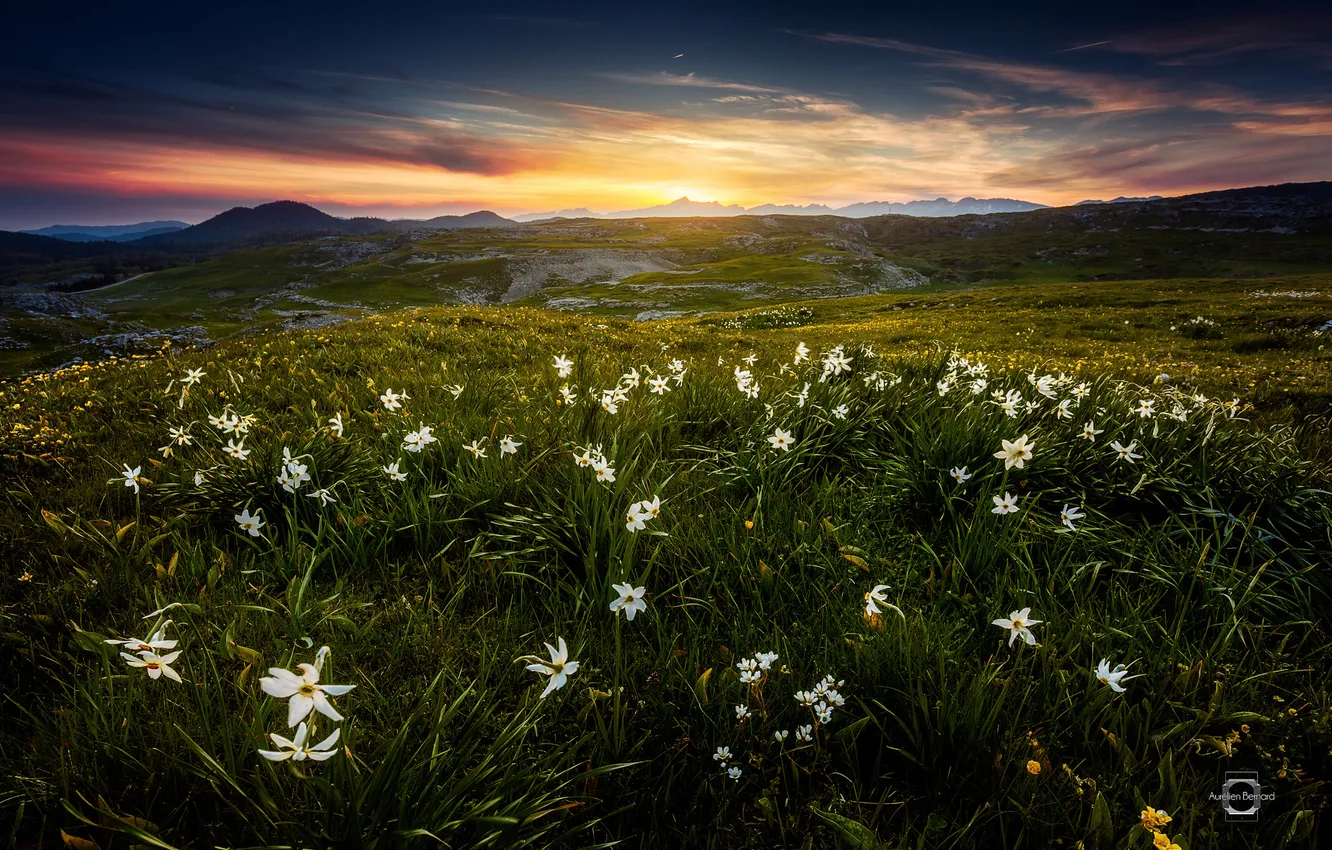 Photo wallpaper summer, flowers, mountains, France, morning, Alps, June