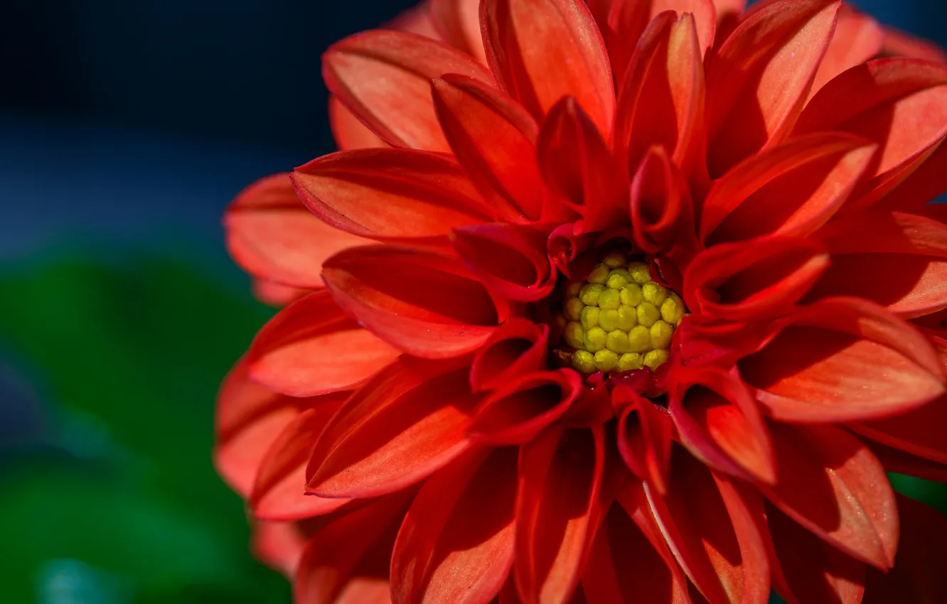 Photo wallpaper macro, petals, dahlias