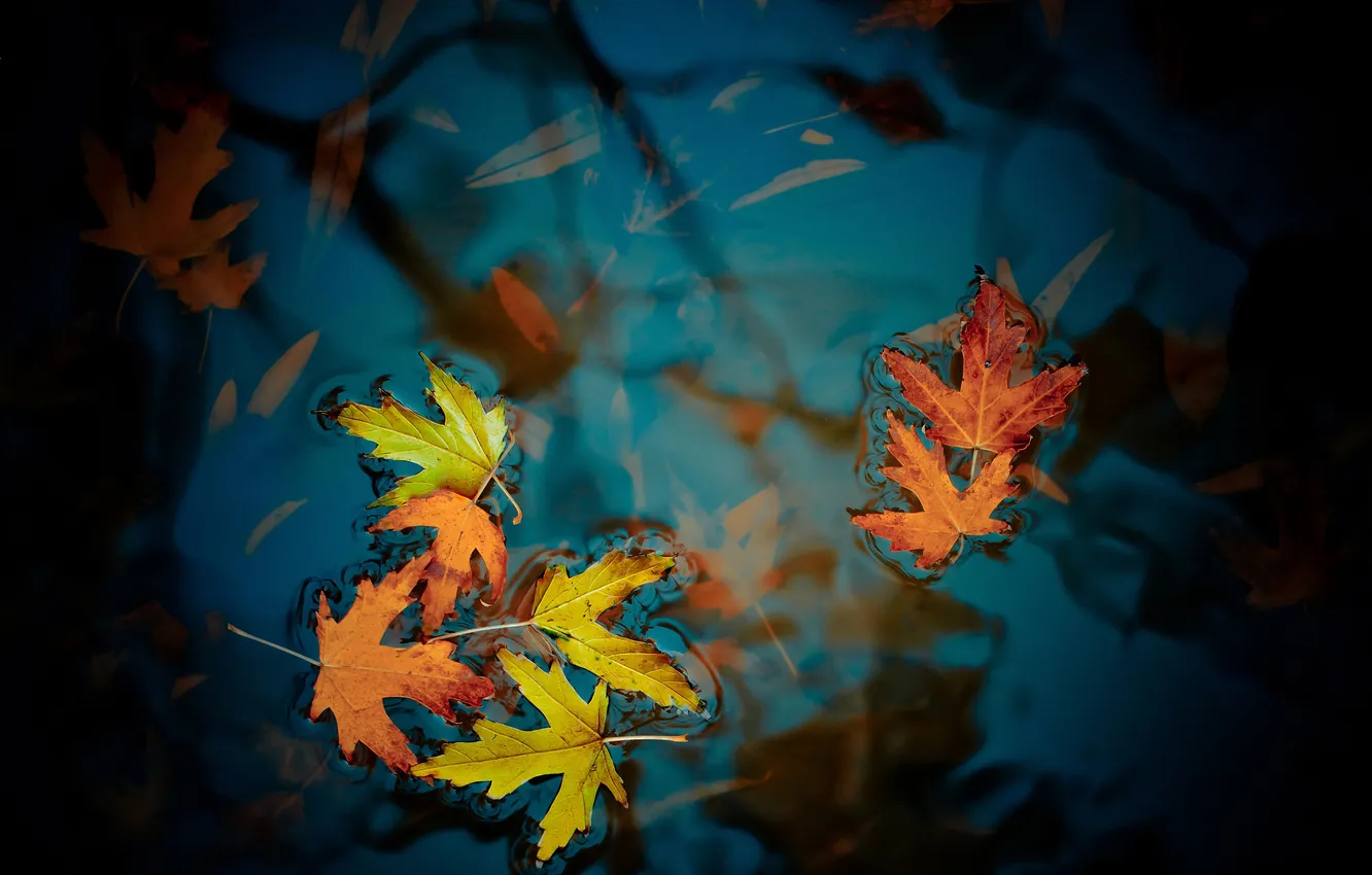 Photo wallpaper autumn, leaves, photo, background, Wallpaper, color, puddle, maple