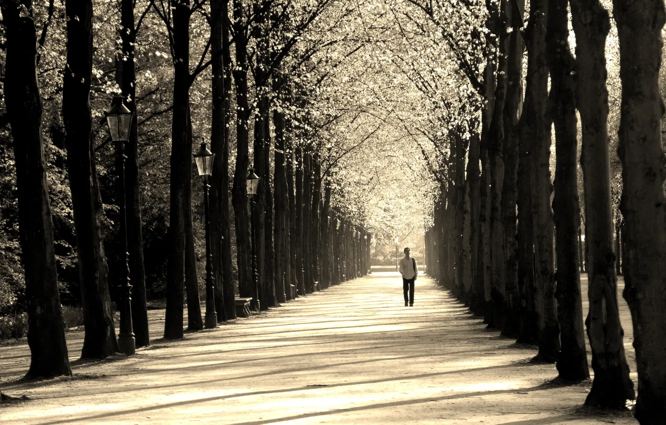 Photo wallpaper Park, male, alley, Trees, People and Scenery, Path, Sepia, Nature Landscape