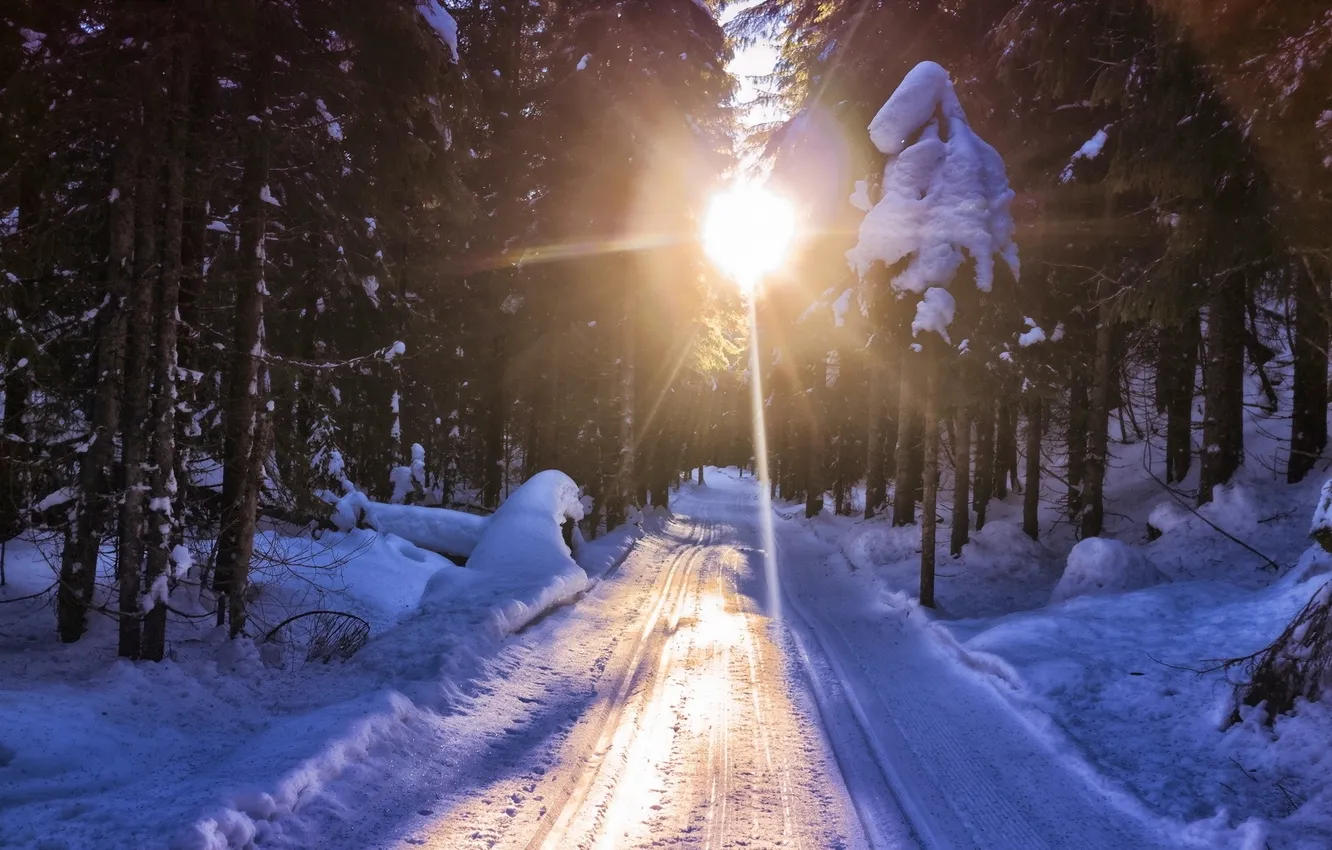 Photo wallpaper road, the sun, light, snow, trees, Winter