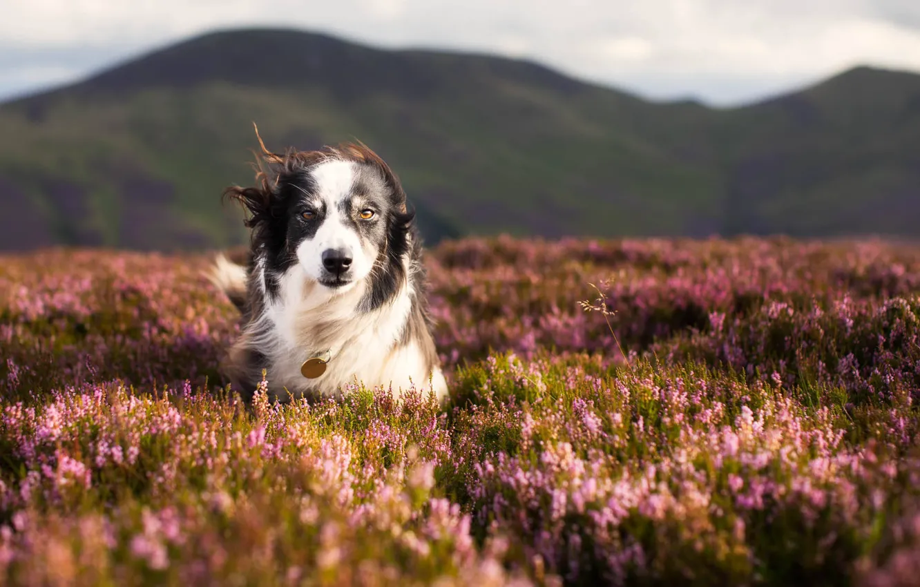 Photo wallpaper nature, dog, meadow, walk, Heather, The border collie