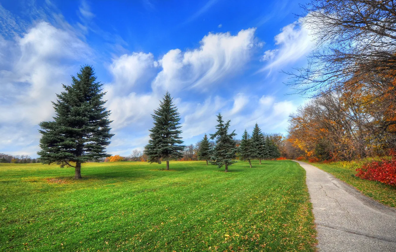 Photo wallpaper autumn, grass, trees, Park, spruce, track