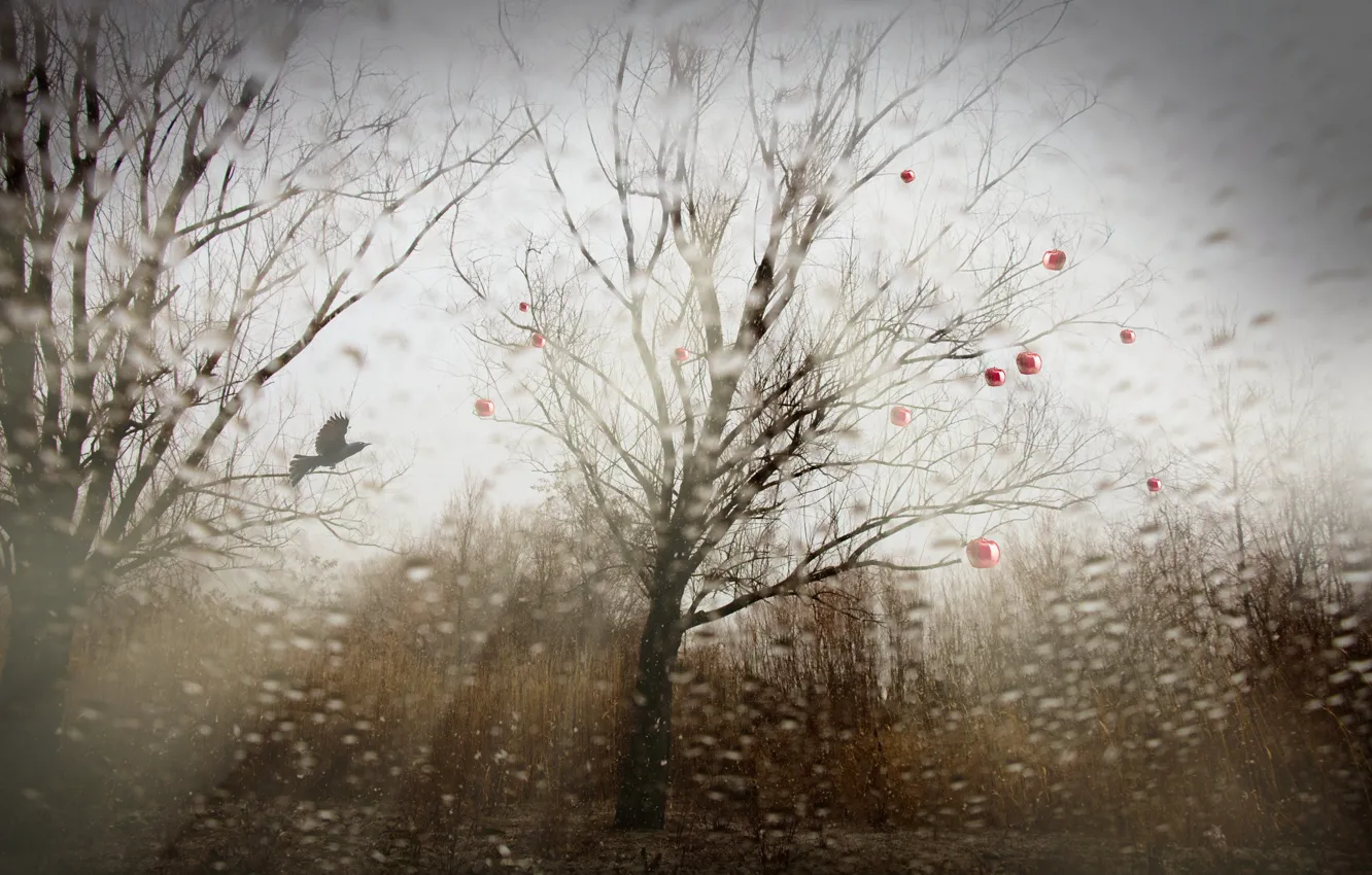 Photo wallpaper trees, nature, bird, apples, installation