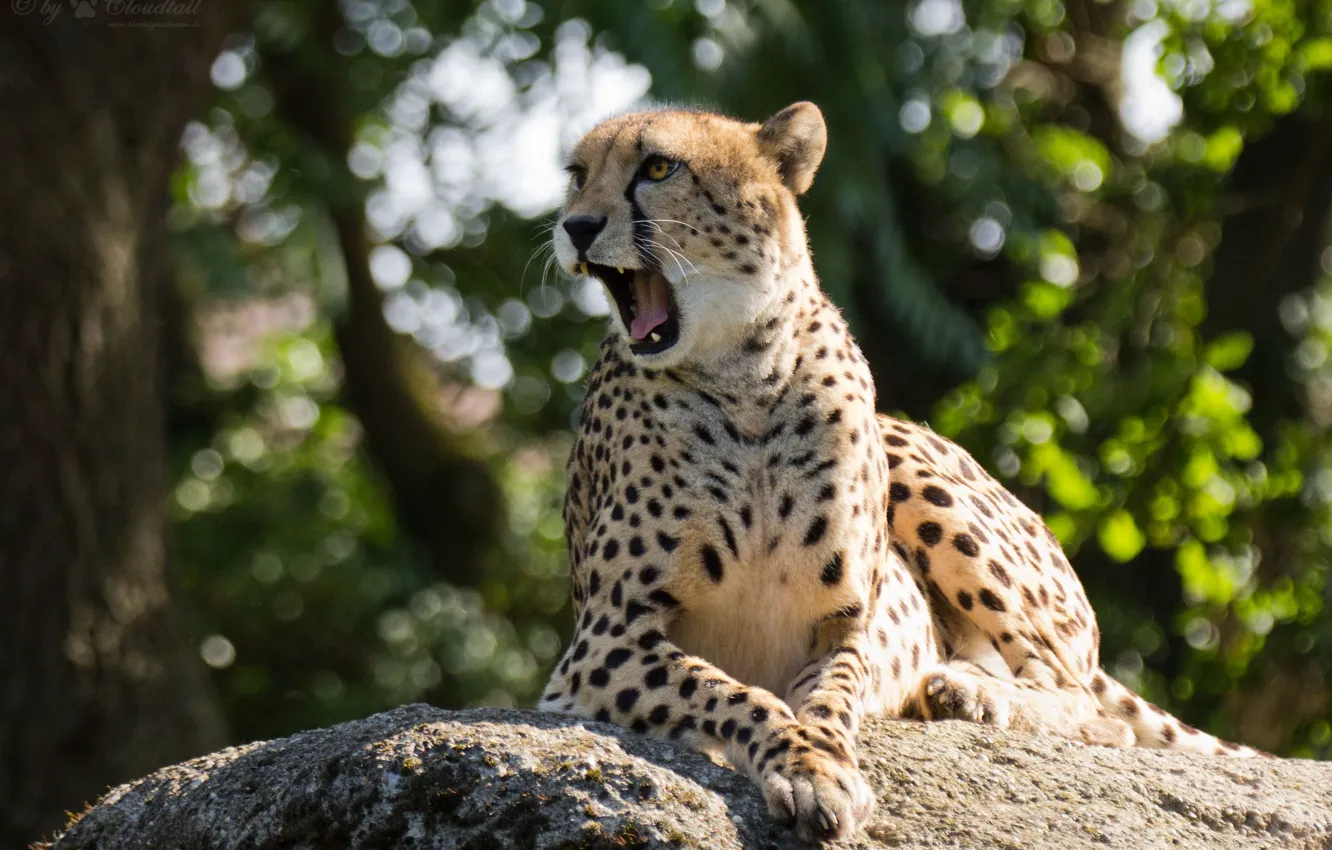 Photo wallpaper cat, Cheetah, yawns.stone