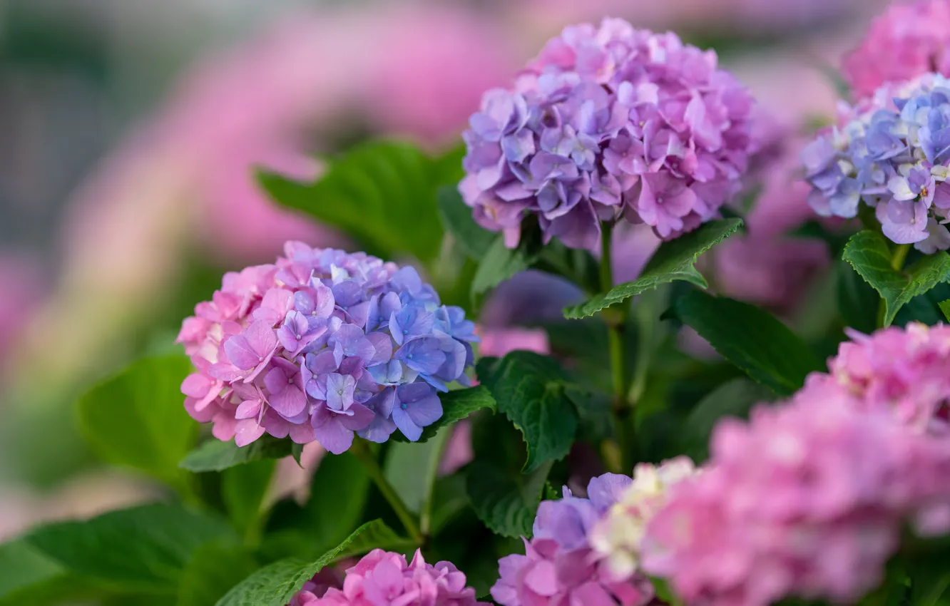 Photo wallpaper flowers, flowering, the bushes, lilac, bokeh, hydrangea, inflorescence