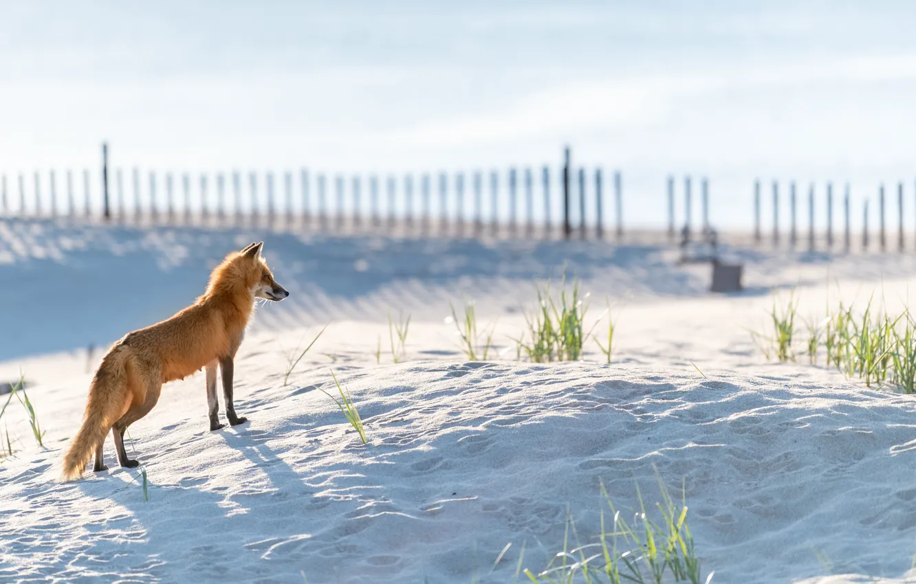 Photo wallpaper sand, nature, shore, the fence, Fox