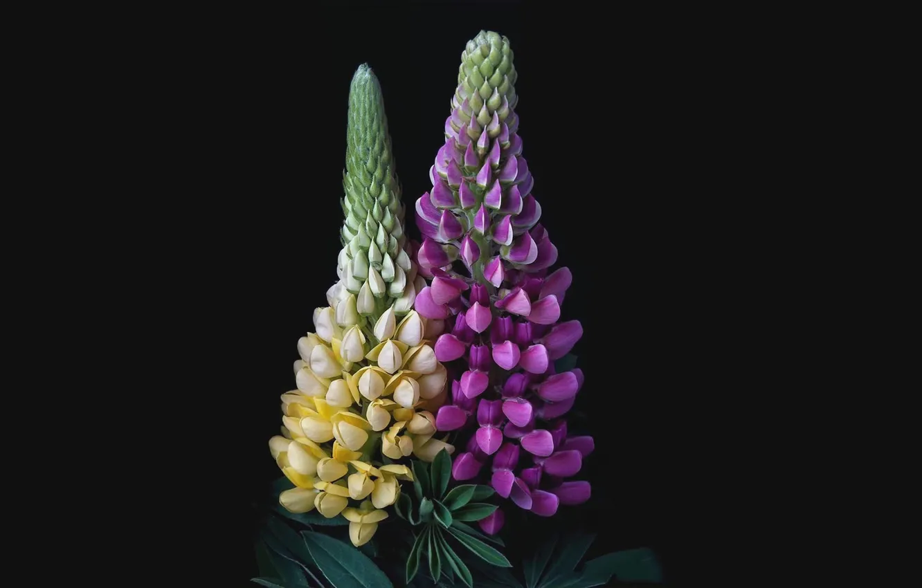 Photo wallpaper flowers, background, pair, lupins