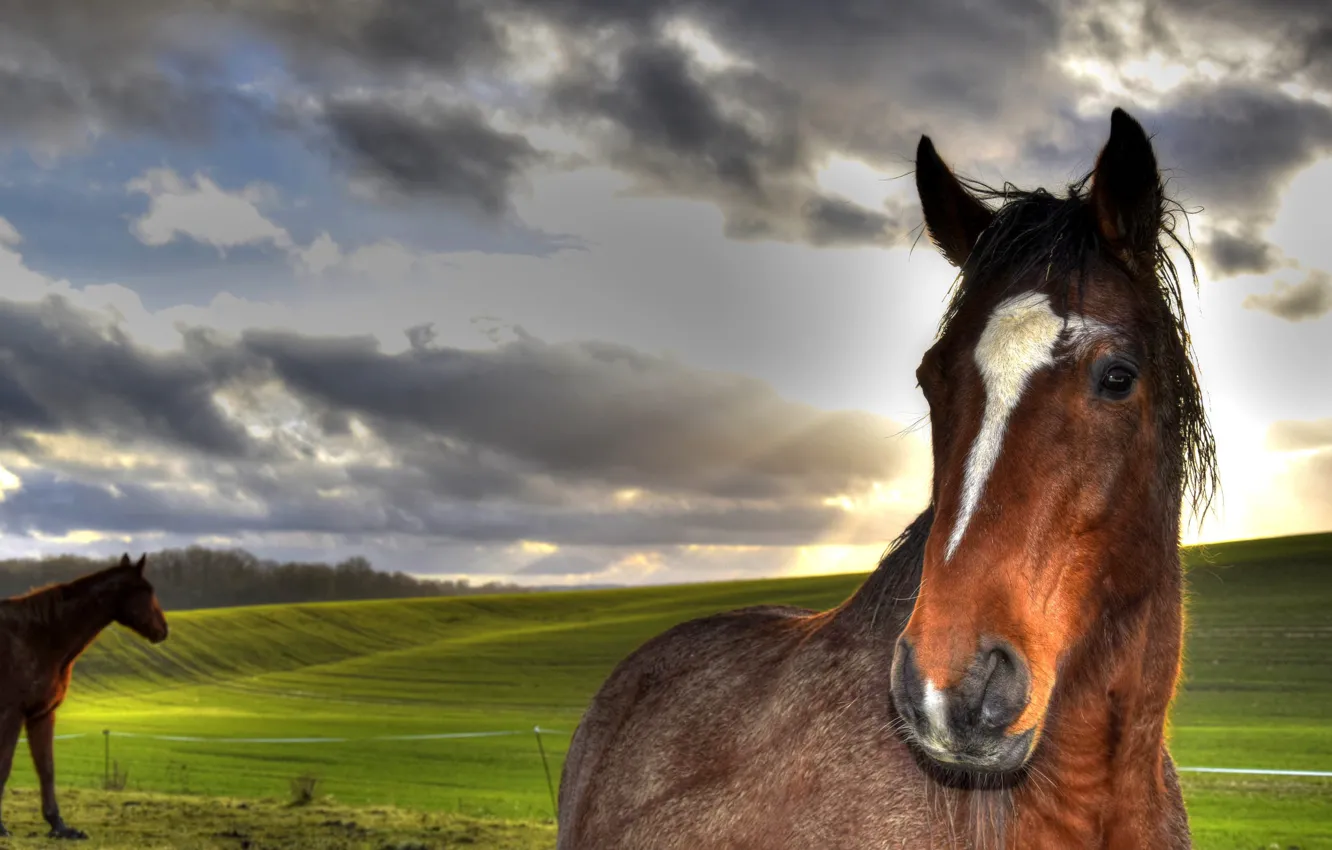 Photo wallpaper nature, animal, horse, meadow