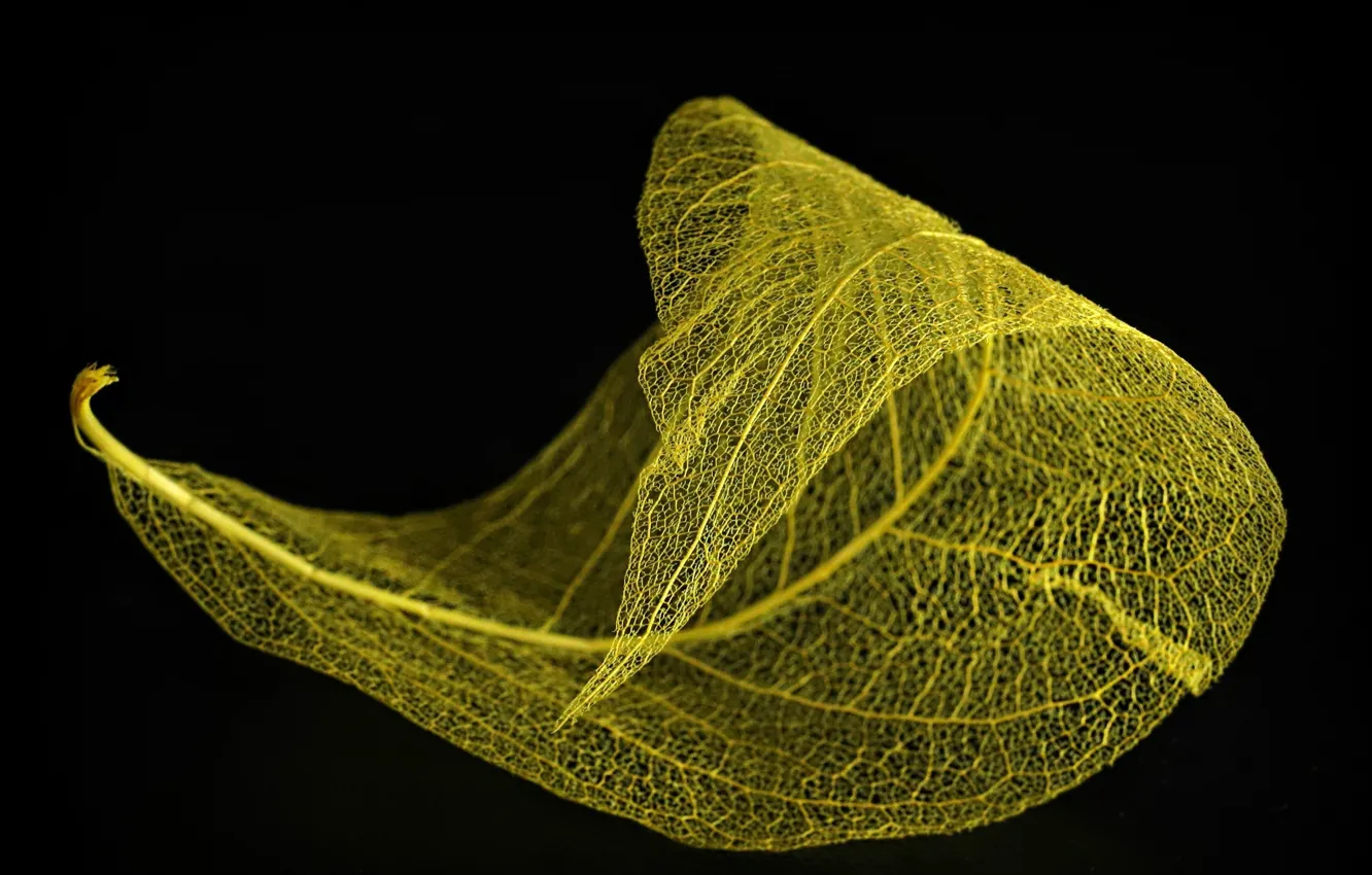 Photo wallpaper leaves, macro, black background
