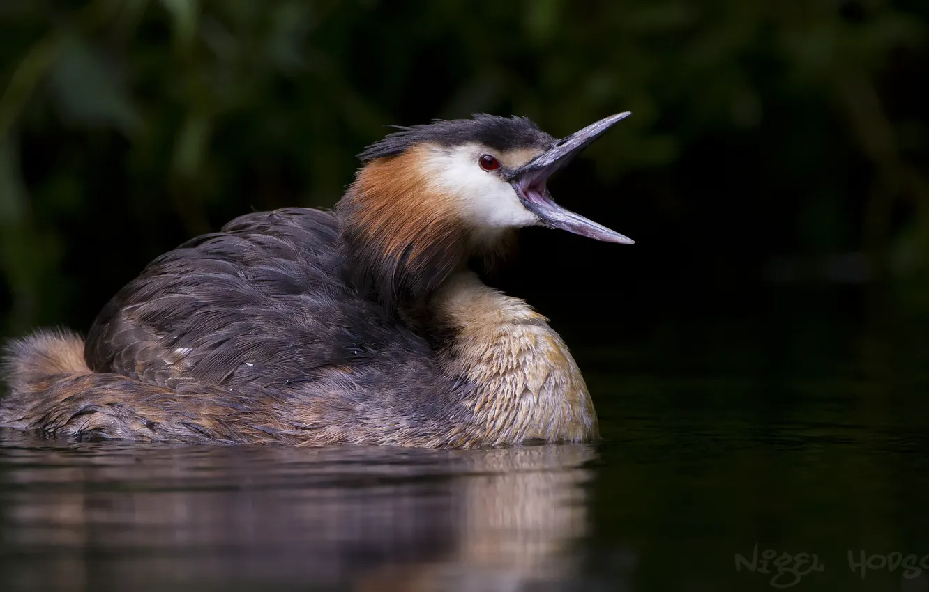 Photo wallpaper lake, bird, floats