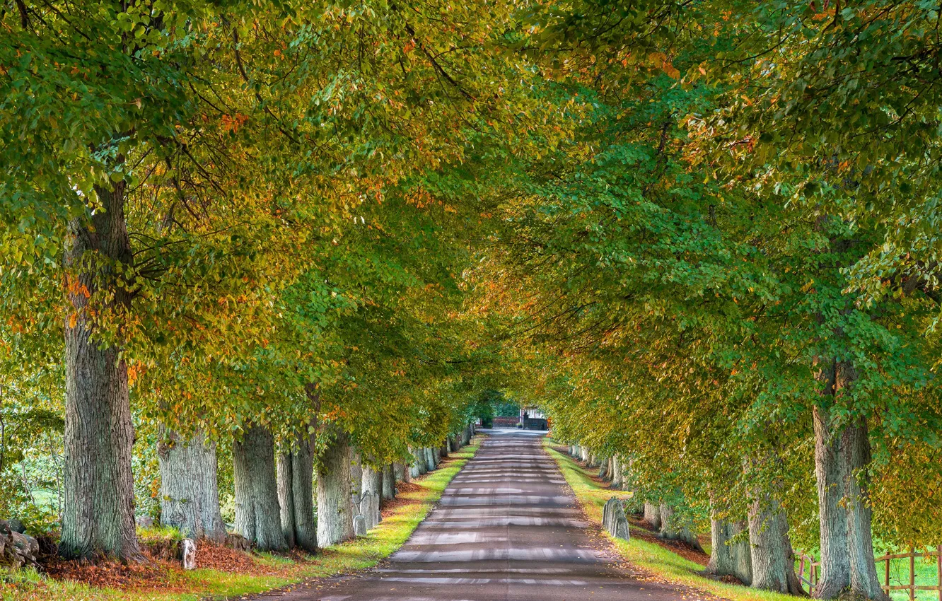 Photo wallpaper road, autumn, trees, Sweden