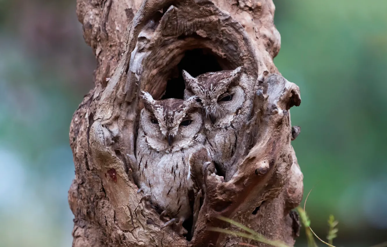 Photo wallpaper trees, owl, disguise
