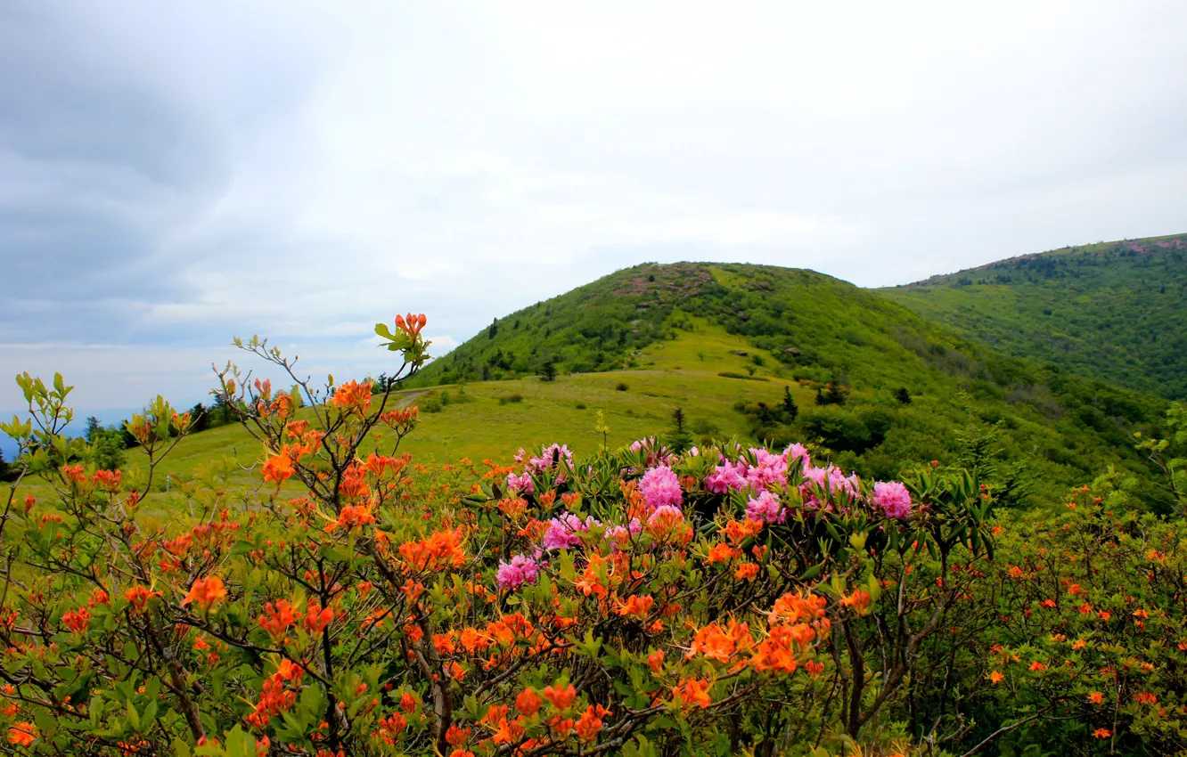 Photo wallpaper the sky, trees, flowers, mountains, USA, the bushes, Carolina, Rhododendrons
