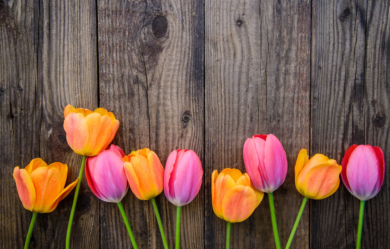 Photo wallpaper flowers, colorful, tulips, flowers, tulips, spring