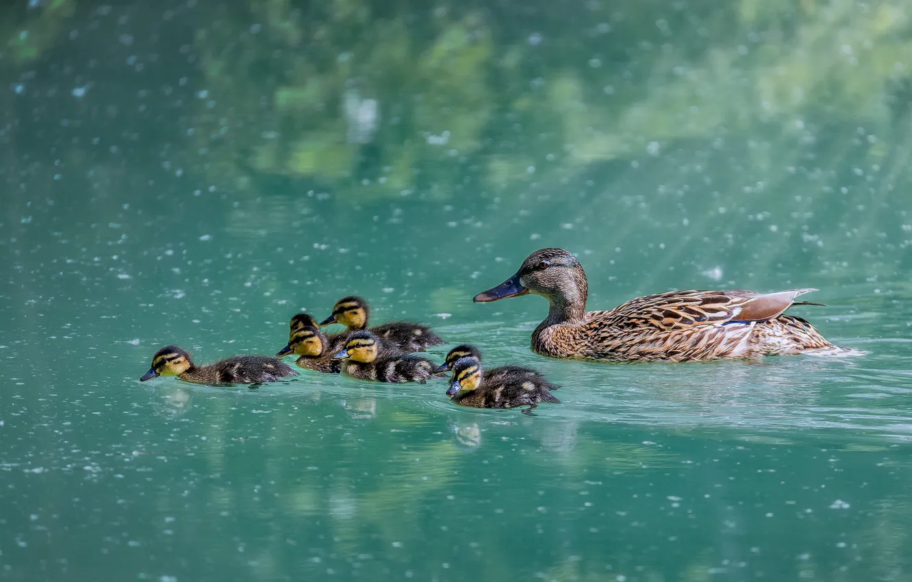 Photo wallpaper lake, duck, floats