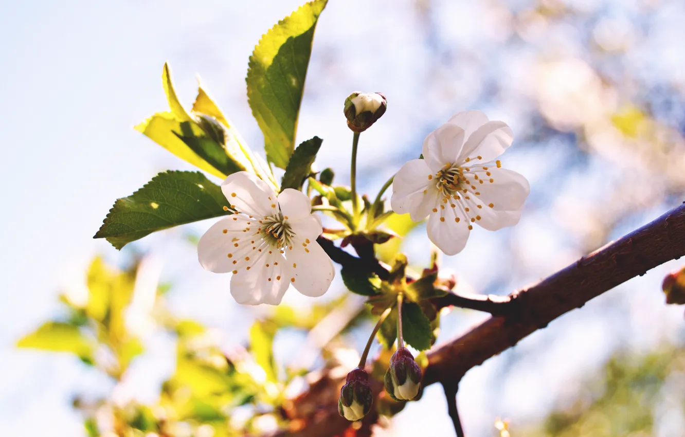 Photo wallpaper macro, flowers, nature, cherry, branch, spring, buds, flowering