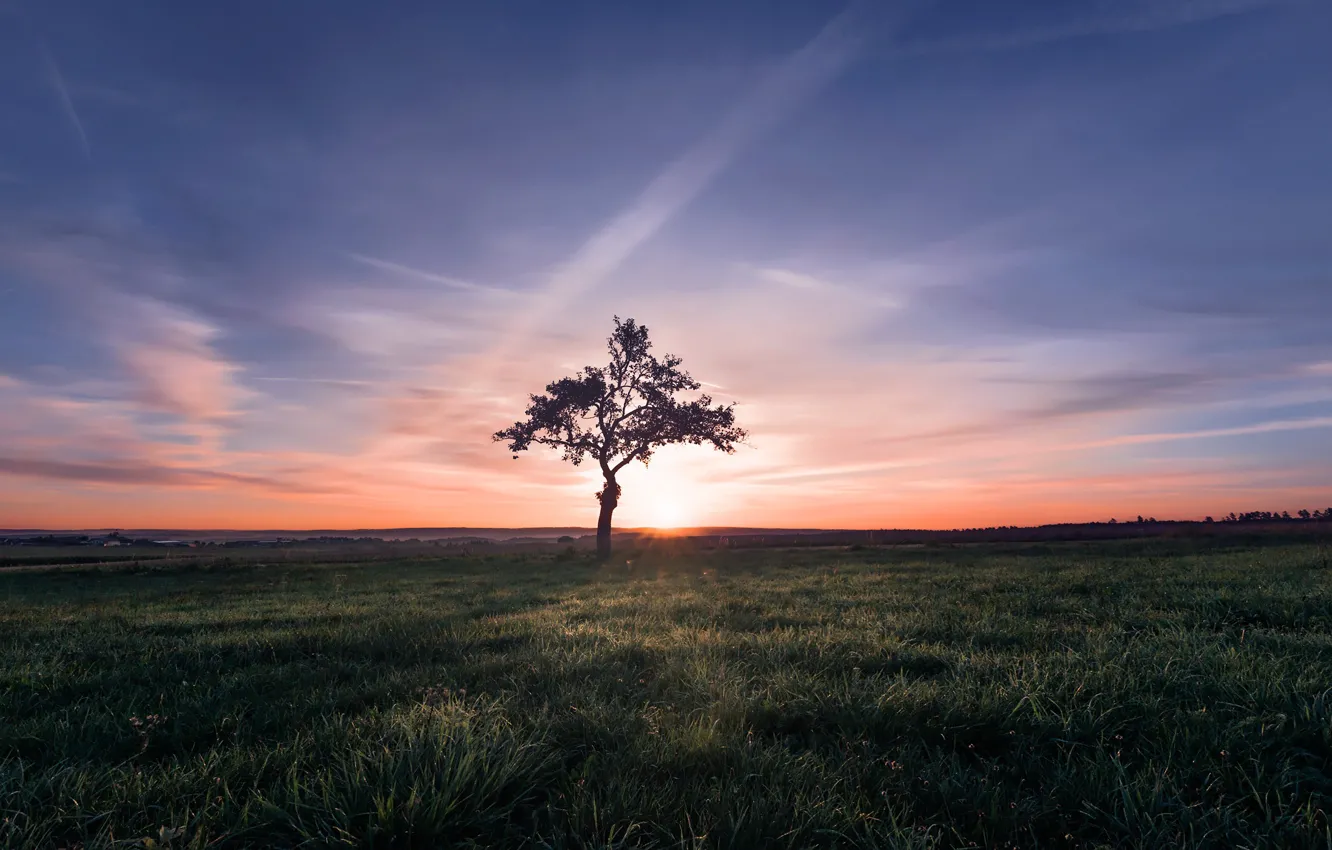 Photo wallpaper field, trees, sunset