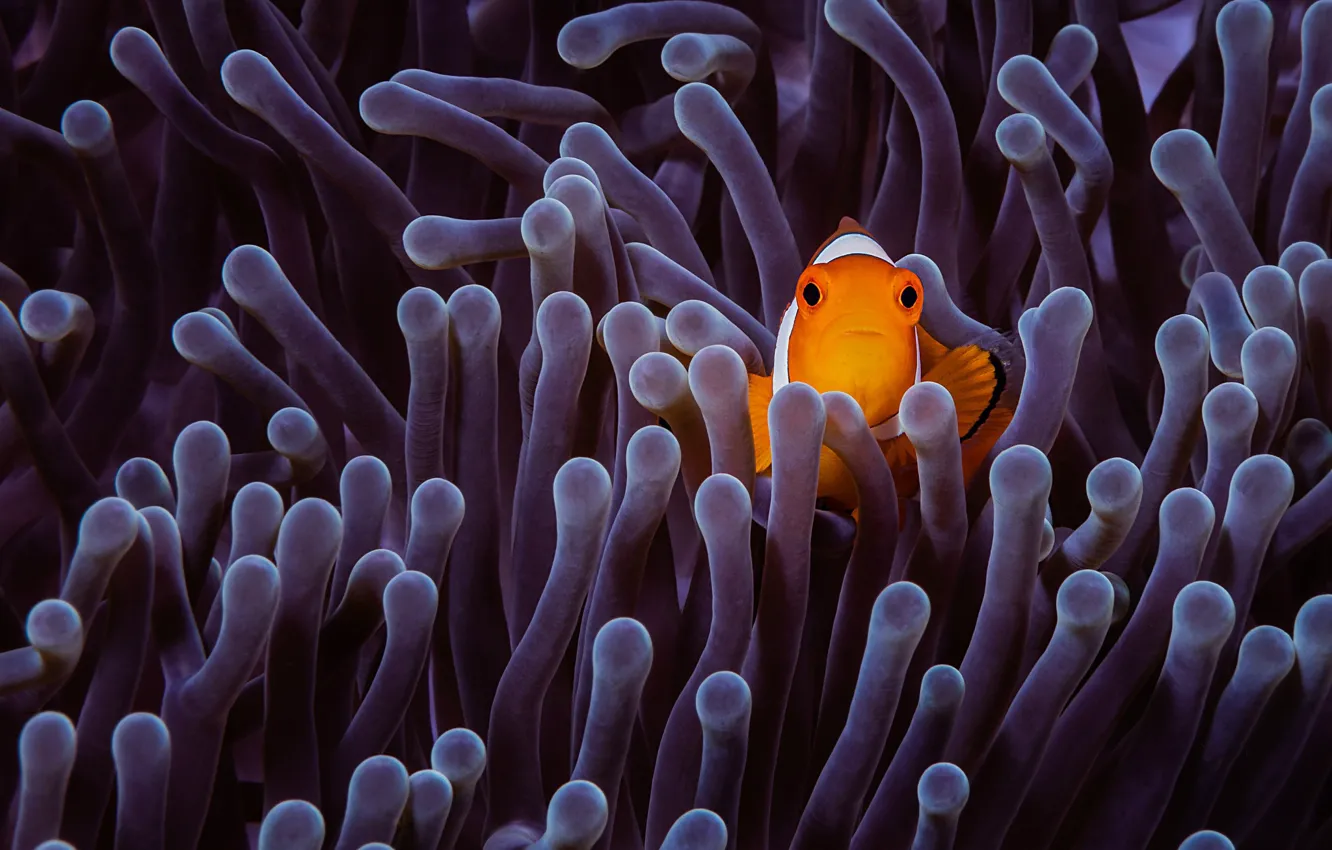 Photo wallpaper sea, purple, fish, fish, underwater world, anemones, fish-clown