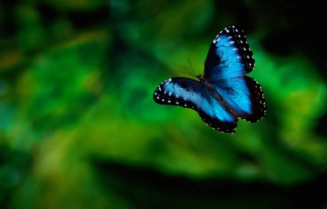 Photo wallpaper forest, orange, butterfly, color