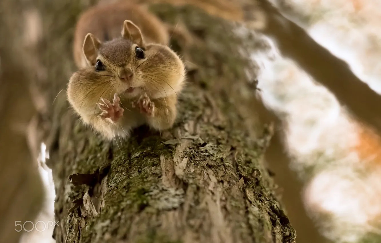 Photo wallpaper trees, legs, Chipmunk