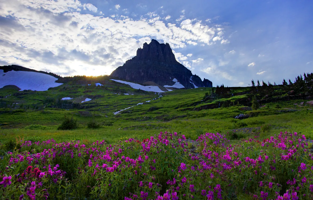 Photo wallpaper the sky, grass, snow, trees, flowers, mountain, USA, glacier national park