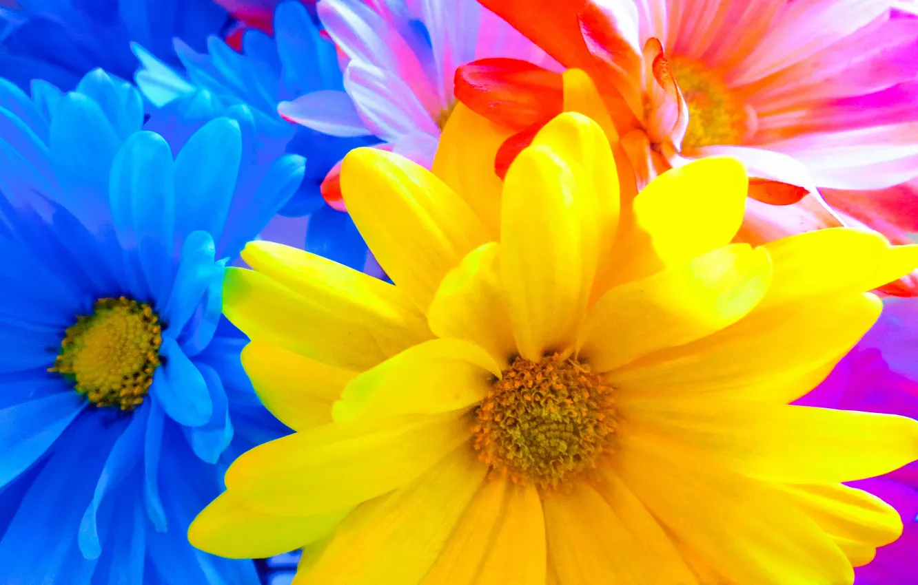 Photo wallpaper macro, nature, petals