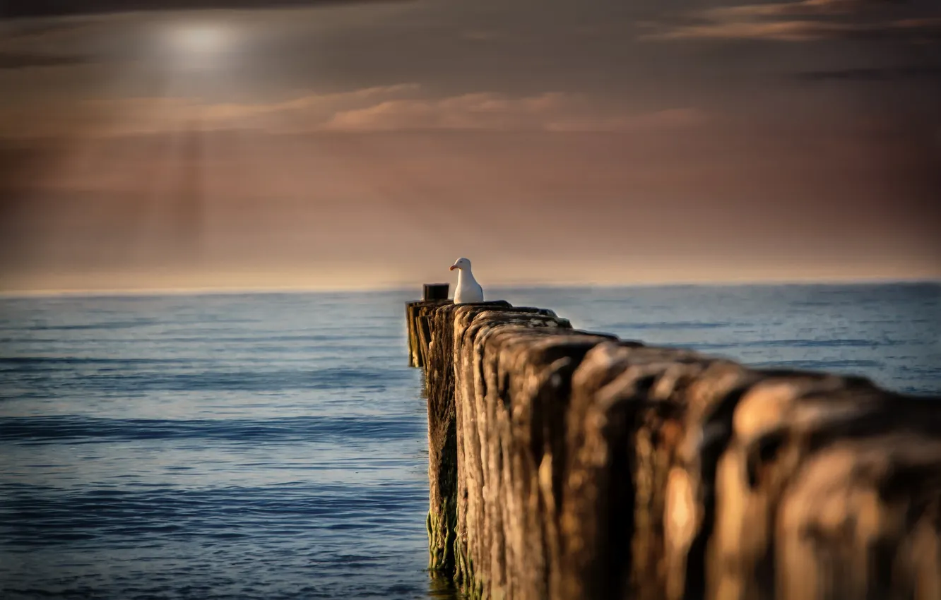 Photo wallpaper sea, the sky, bird