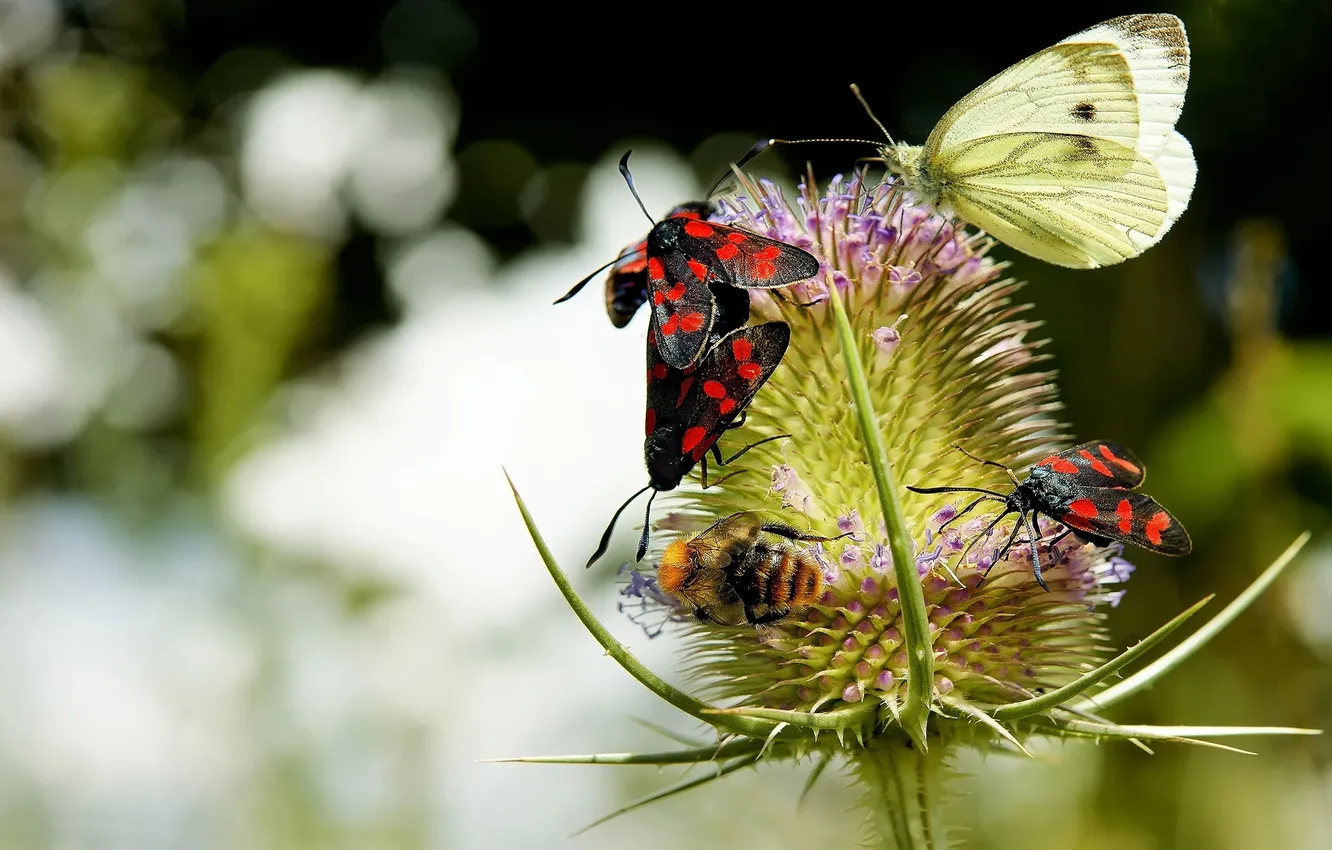 Photo wallpaper macro, butterfly, insects, bugs, thorn