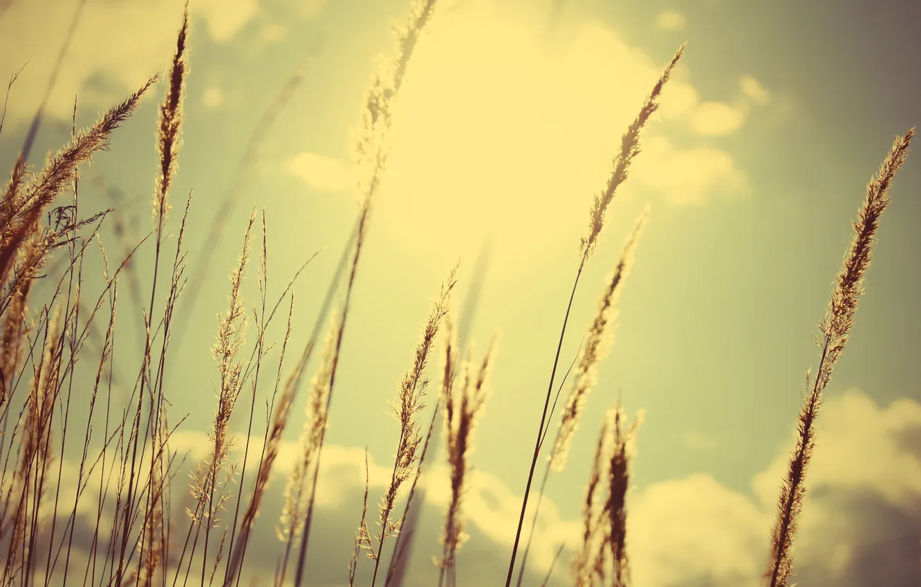 Photo wallpaper summer, the sky, the sun, spikelets, day